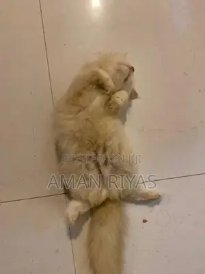 White Persian Kitten