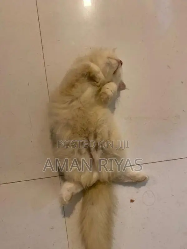 White Persian Kitten