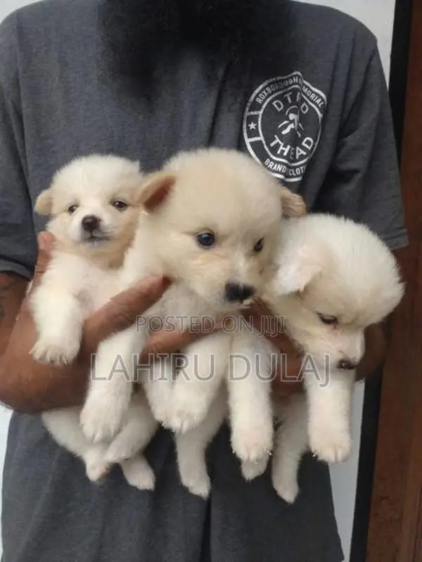Lion Pomeranian Puppies