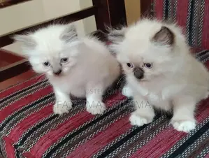PERSIAN KITTENS (HIMALAYAN)