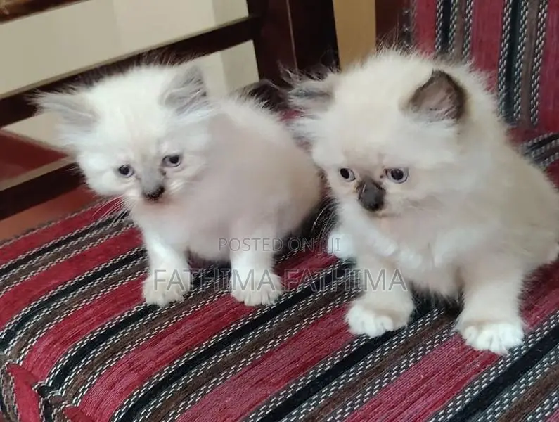 PERSIAN KITTENS (HIMALAYAN)