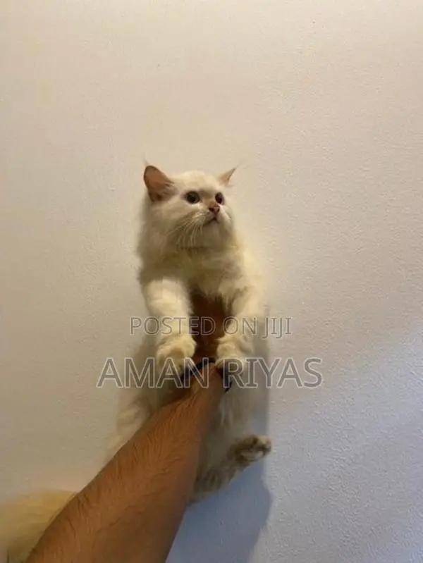 White Persian Kitten