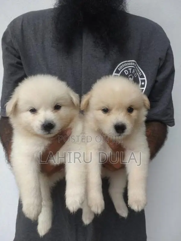 Lion Pomeranian Puppies