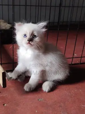 PERSIAN KITTENS (HIMALAYAN)