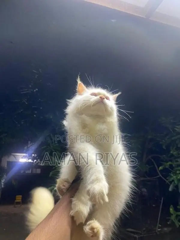 White Persian Kitten