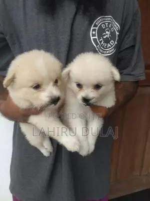 Lion Pomeranian Puppies