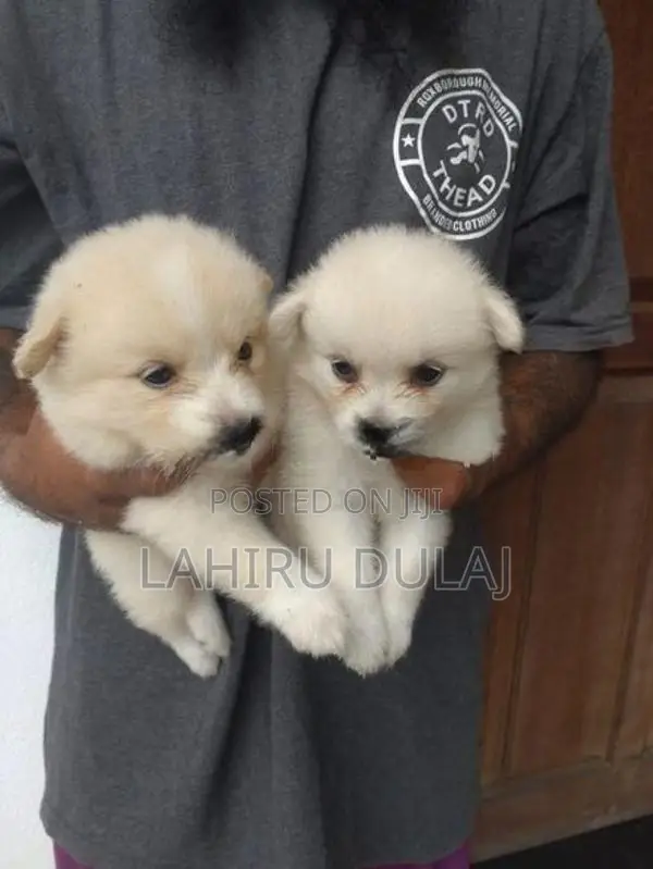 Lion Pomeranian Puppies