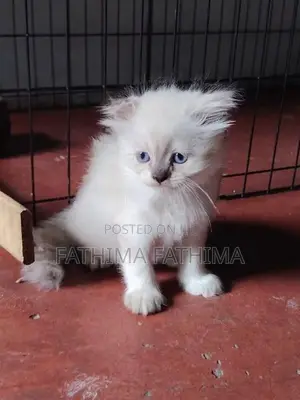 PERSIAN KITTENS (HIMALAYAN)