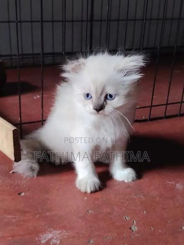 PERSIAN KITTENS (HIMALAYAN)