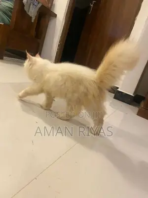 White Persian Kitten