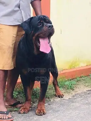 Rottweiler Male Dog