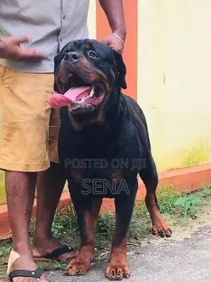 Rottweiler Male Dog