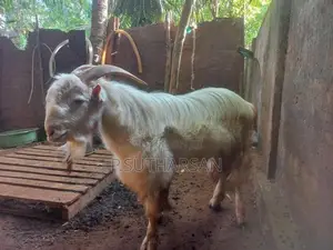 சணல் கிடாய்