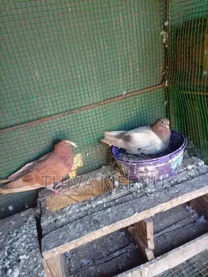 Pigeons