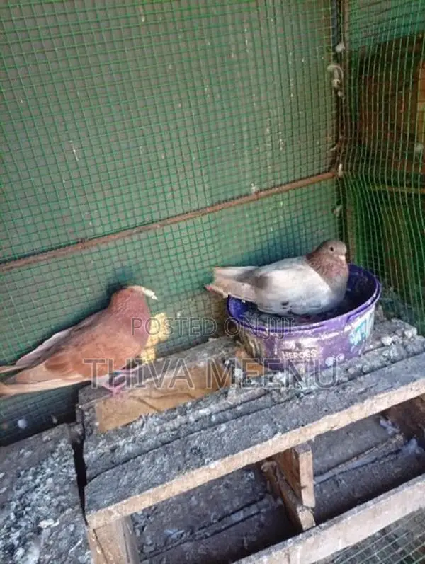 Pigeons