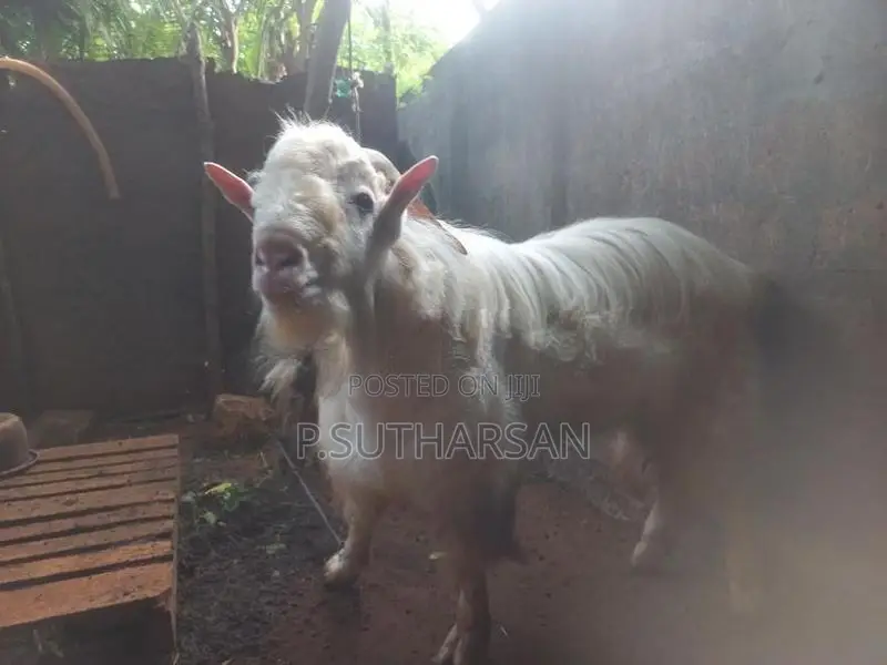 சணல் கிடாய்