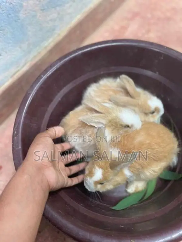 Angora bunnies