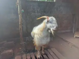 சணல் கிடாய்