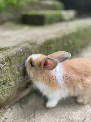 Angora bunnies