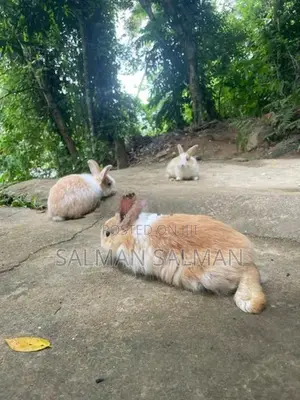 Angora bunnies