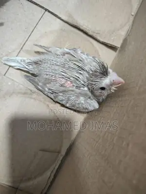 කොක්ටේල් පැටවුන්