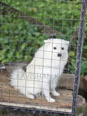 Pomanariyan Puppy