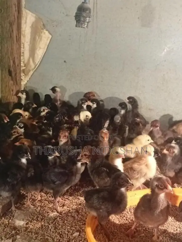 ගම් පැටවුන්
