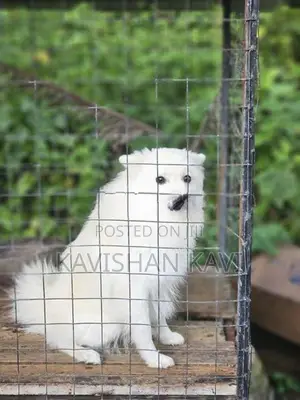Pomanariyan Puppy