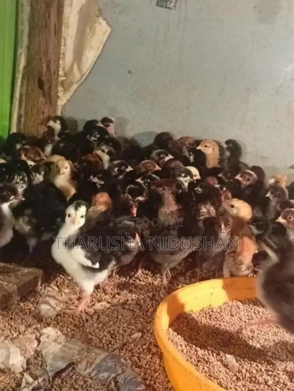 ගම් පැටවුන්