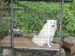Pomanariyan Puppy