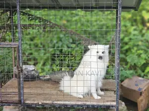 Pomanariyan Puppy