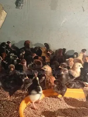 ගම් පැටවුන්