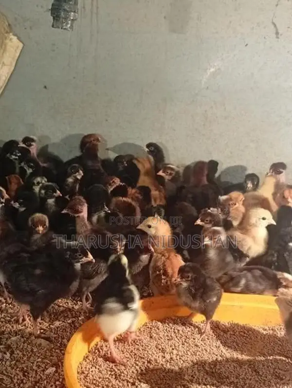 ගම් පැටවුන්