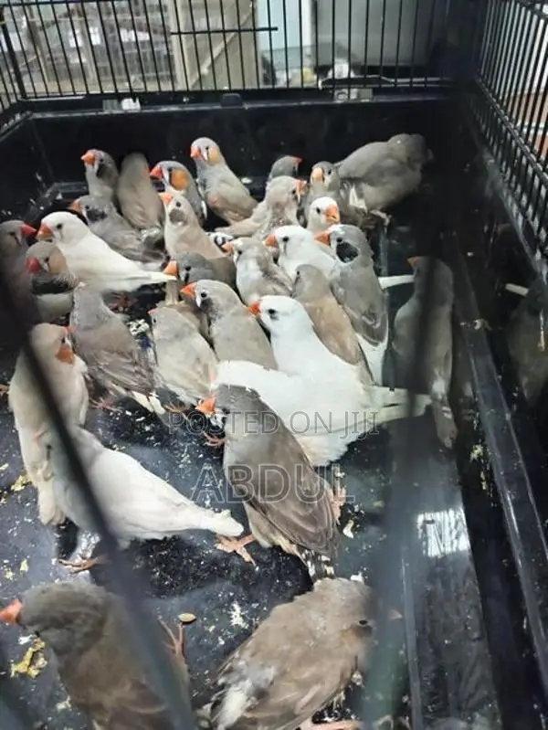 Finches Birds