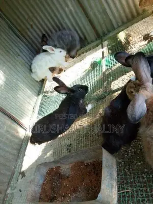 ஆண் முயல்