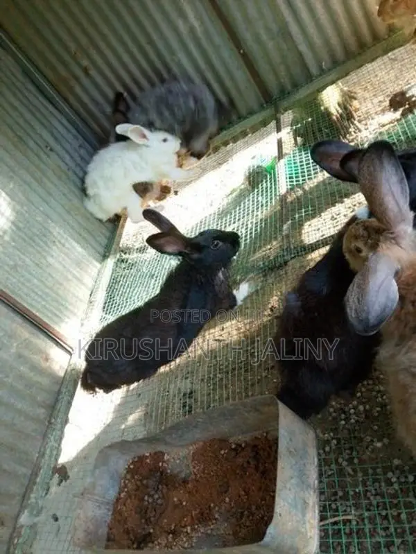 ஆண் முயல்