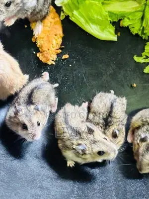 Hamster