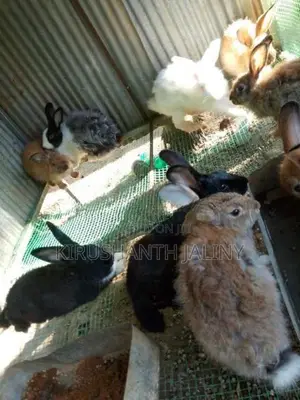 ஆண் முயல்