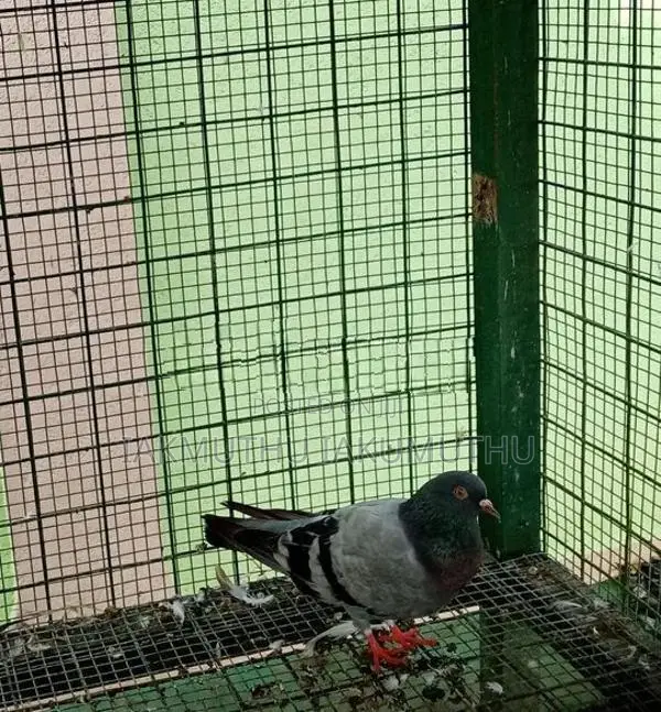 Pigeon