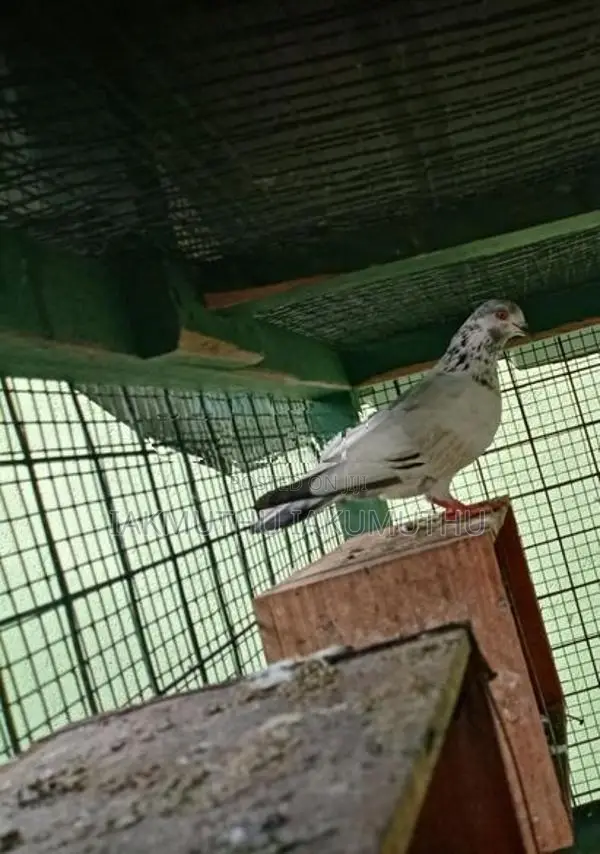 Pigeon