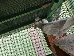 Pigeon