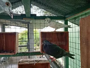 Pigeon