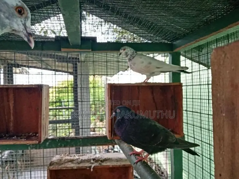 Pigeon