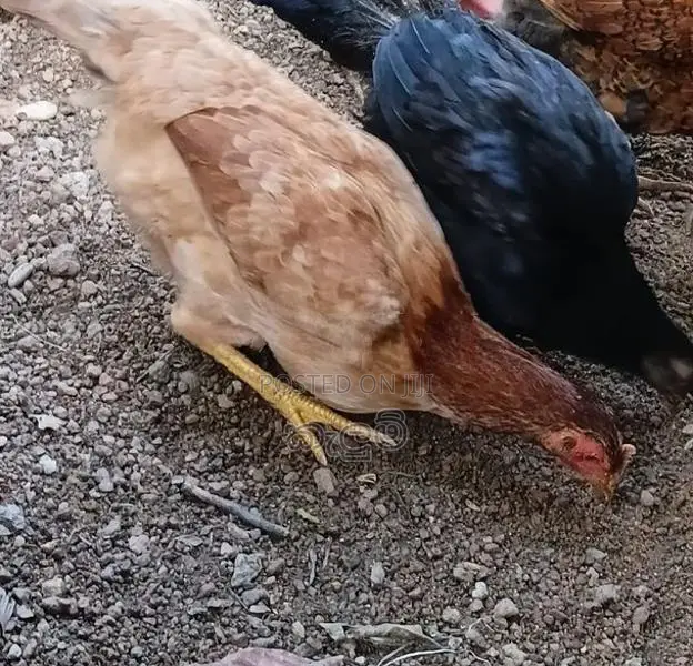 කුකුලන්