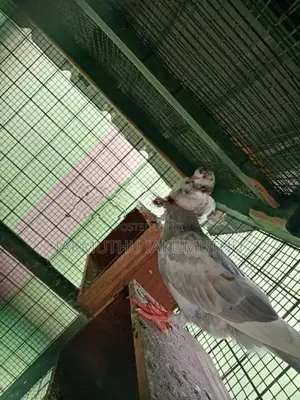 Pigeon