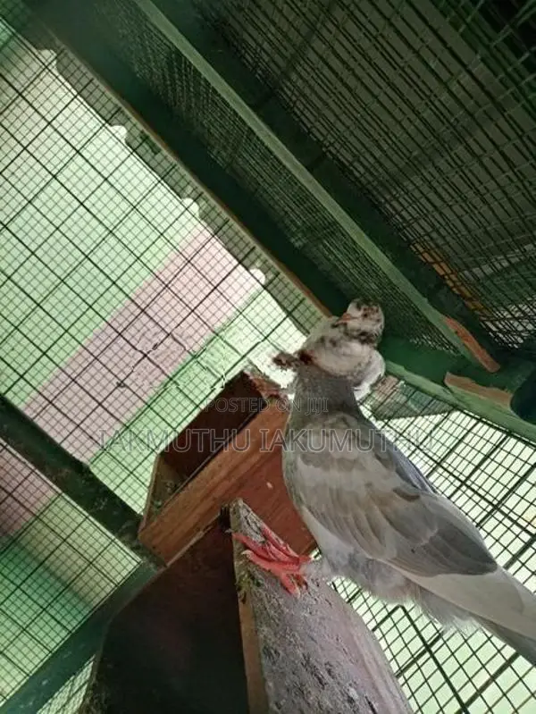Pigeon