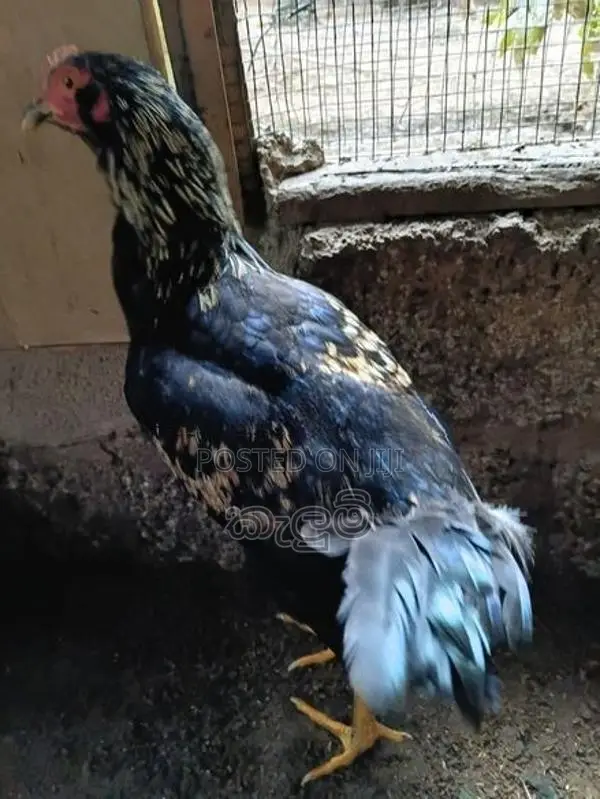 කුකුලන්