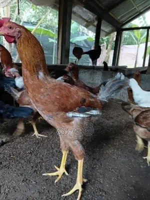 කුකුලන්