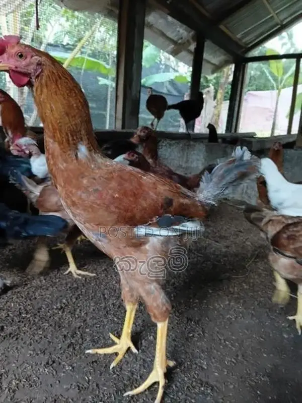 කුකුලන්