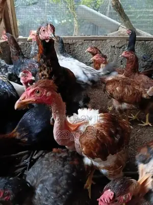 කුකුලන්